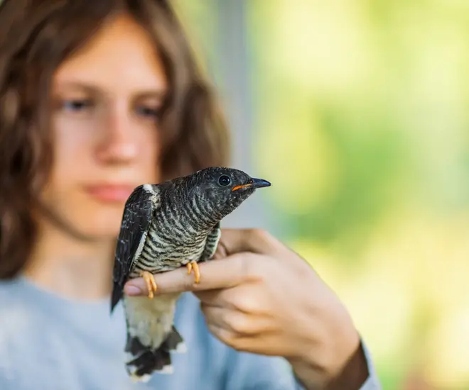 A person in a light blue t-shirt and with shoulder-length medium brown hair is out of focus in the background. In focus in the foreground is their hand, and a light and dark gray bird is perched on it.