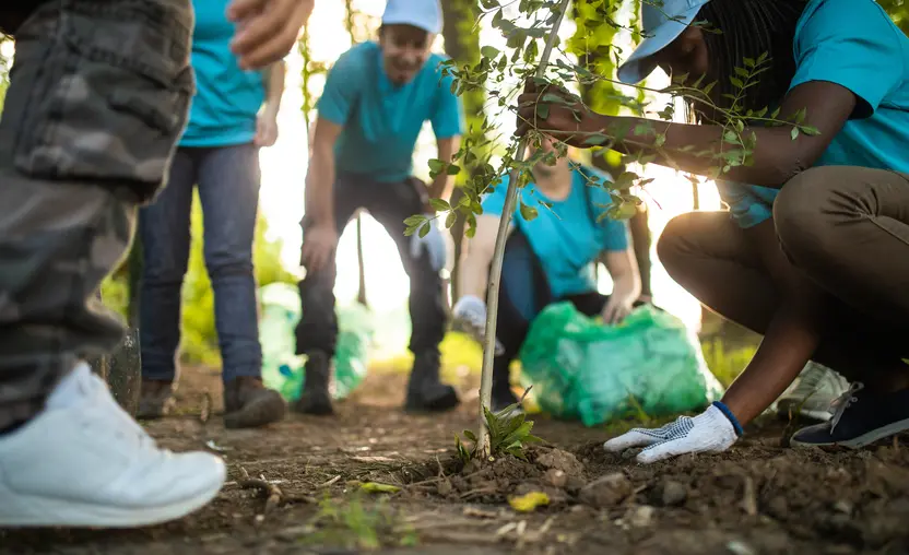 This image shows a group of volunteers planting a sapling in a wooded area.