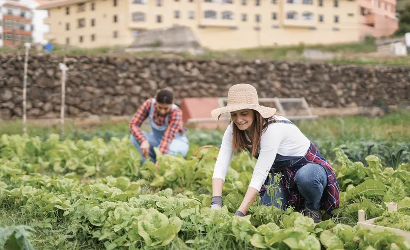 Two women harvest fresh lettuce together. One is wearing a red plaid shirt and overalls, and the other is wearing a sun hat, white shirt, and overalls.