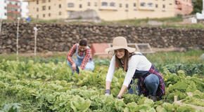 Women working on harvest period picking up fresh lettuce.