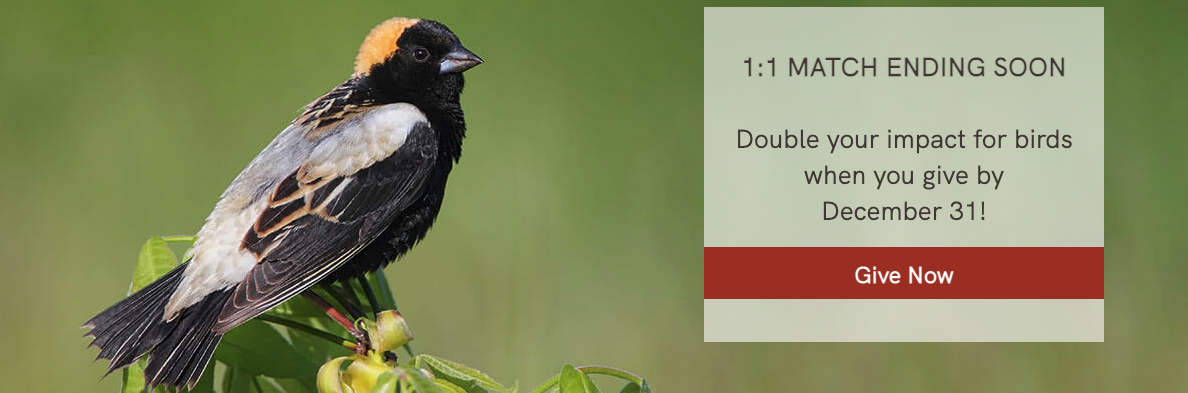 An image from the American Bird Conservancy that features a close up of a bird and a message about their matching gift period’s deadline.