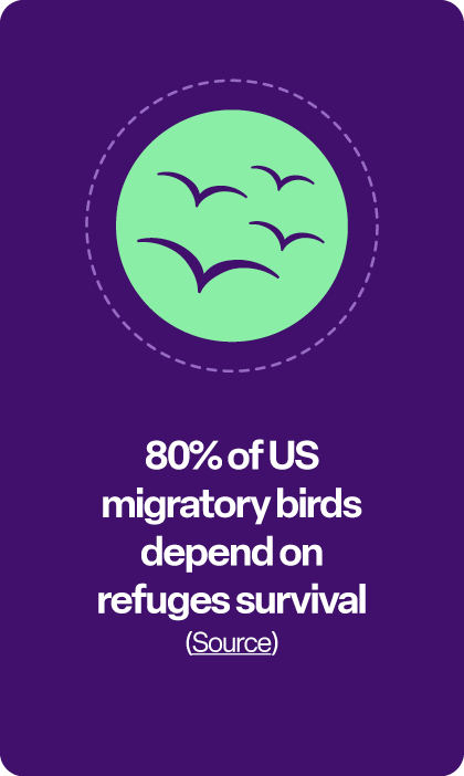 80% of US migratory birds depend on refuges survival