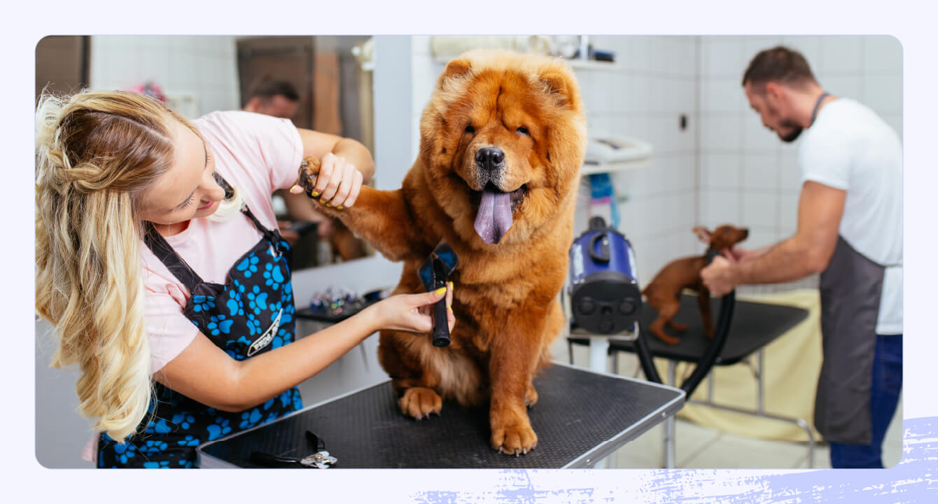 Stock photo of a dog being groomed on a metal table.