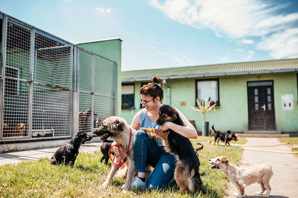 A caregiver kneels on grass at an animal shelter, interacting with several dogs in an outdoor kennel area.